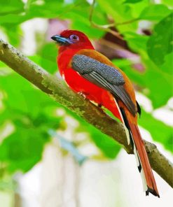 Trogon Bird Animal paint by numbers