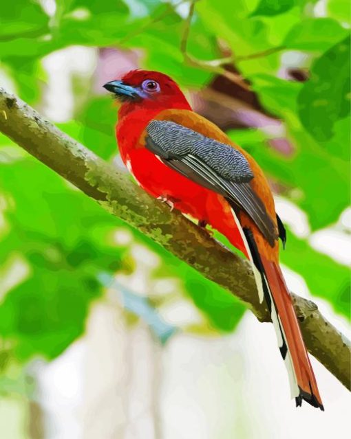 Trogon Bird Animal paint by numbers