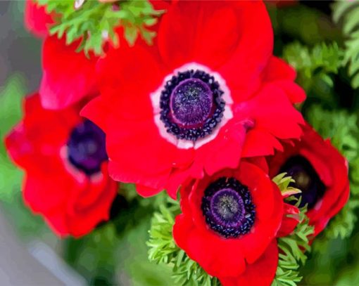 Red Anemones Flowers paint by numbers
