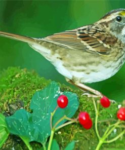 Sparrow Bird paint by numbers