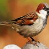 Brown And White Sparrow Bird paint by numbers