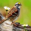 Sparrow Bird With Flower paint by numbers