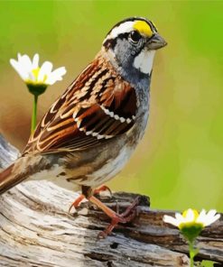 Sparrow Bird With Flower paint by numbers