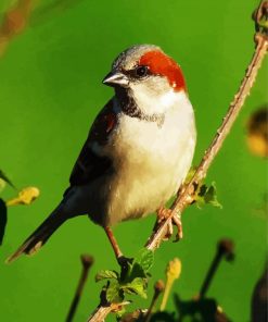 Sparrow Bird Animal paint by numbers