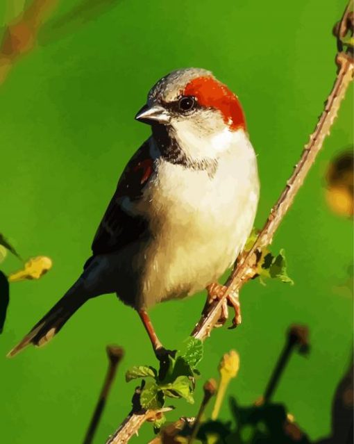 Sparrow Bird Animal paint by numbers