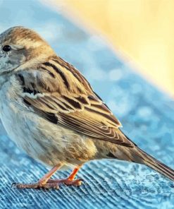 Cute Sparrow Bird Animal paint by numbers