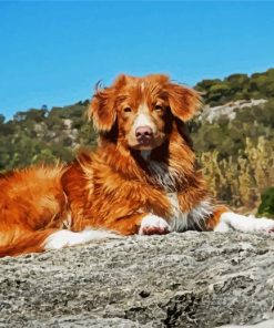 Animal Dog Toller paint by numbers