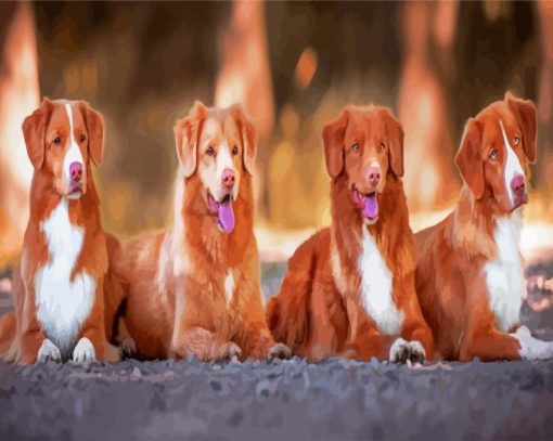 Tolllers Dogs Animals paint by numbers