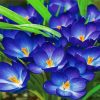 Purple Crocus Flowers