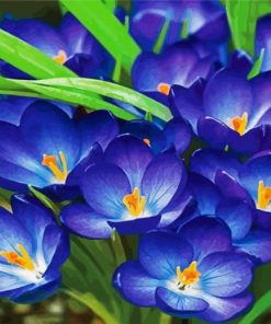 Purple Crocus Flowers