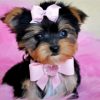 Adorable Yorkie Puppy paint by numbers