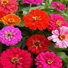 Pink And Red Zinnia Flowers paint by numbers