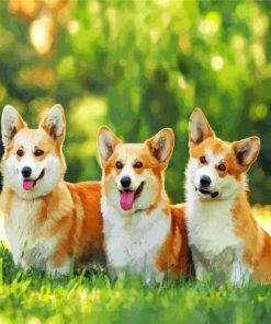 Corgis Puppies Animals paint by number