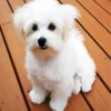 White Bichon paint by number