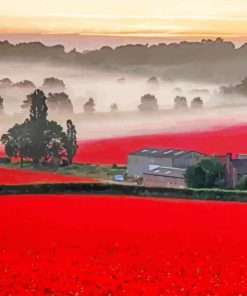 English Poppy Field paint by numbers