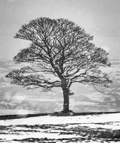 Black And White Tree In Snow paint by numbers