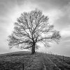 Black And White Tree paint by numbers