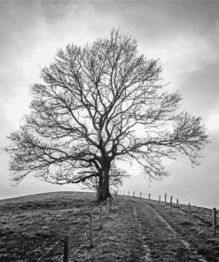 Black And White Tree paint by numbers