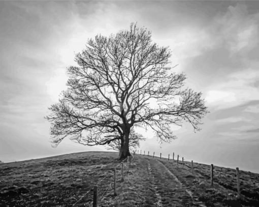 Black And White Tree paint by numbers