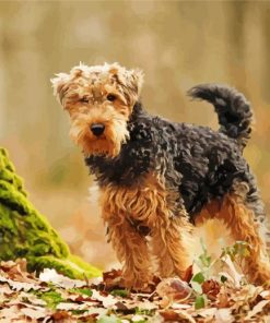 Welsh Terrier Dog paint by numbers