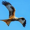 Flying Red Kite Bird paint by numbers