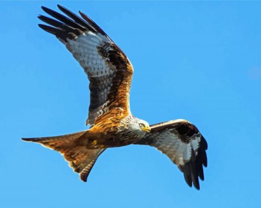 Flying Red Kite Bird paint by numbers