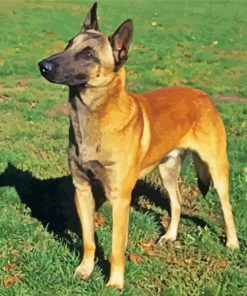 Belgian Malinois Dog paint by numbers