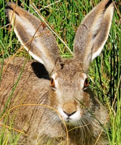 Big Eared Bunny Animal paint by numbers