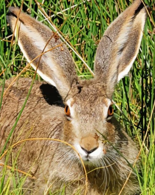 Big Eared Bunny Animal paint by numbers