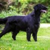 Black Flat Coated Retriever paint by numbers