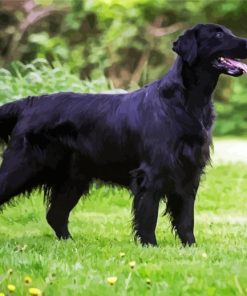 Black Flat Coated Retriever paint by numbers