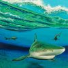 Blacktip Shark Art paint by numbers