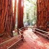 California Redwoods paint by numbers