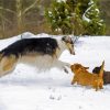 Cute Borzoi Dogs paint by numbers