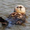 Cute Otter Swiming paint by numbers