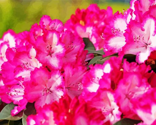 Pink Rhododendron Plants paint by numbers