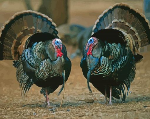 Turkey Birds Animal paint by numbers