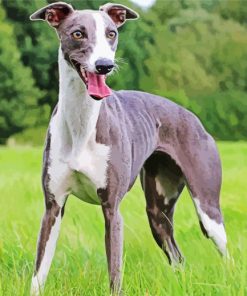 Whippet Dog paint by numbers