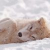 Wolf Pup In Snow paint by numbers