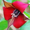 Wonderful Trillium Flower paint by numbers