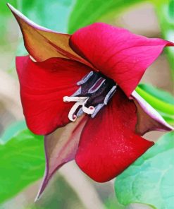 Wonderful Trillium Flower paint by numbers