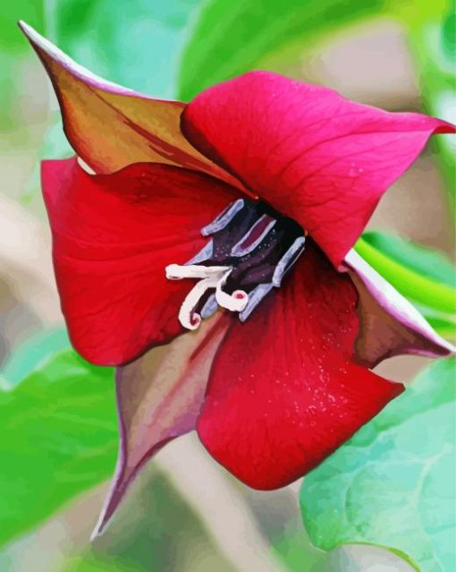 Wonderful Trillium Flower paint by numbers