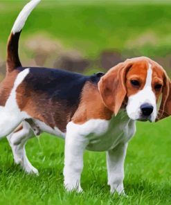 Beagle Puppy Animal paint by numbers