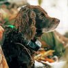 Black Boykin Spaniel paint by numbers