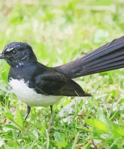 Cute Willy Wagtail paint by numbers