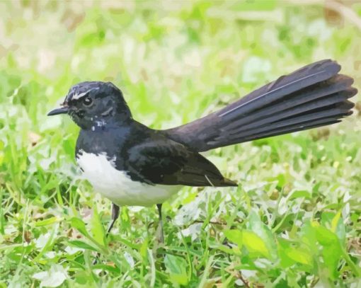 Cute Willy Wagtail paint by numbers