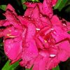 Pink Flowers Oleander paint by numbers