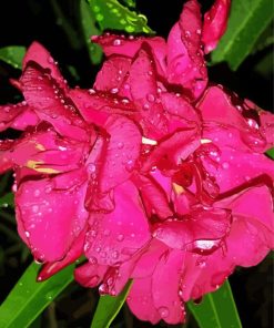 Pink Flowers Oleander paint by numbers