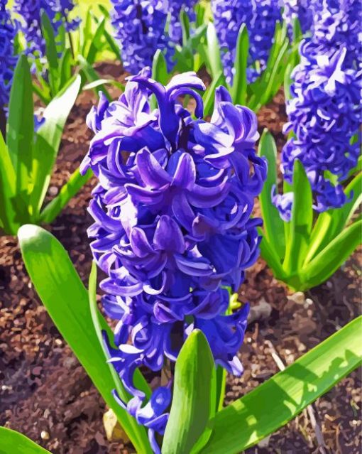 Purple French Hyacinth Flower paint by numbers