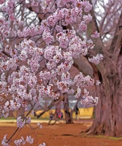 Sakura Garden paint by numbers